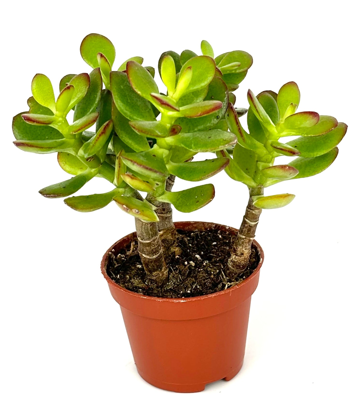 Jade Succulent Plant, Easy Care, Live Plant 2" Pot