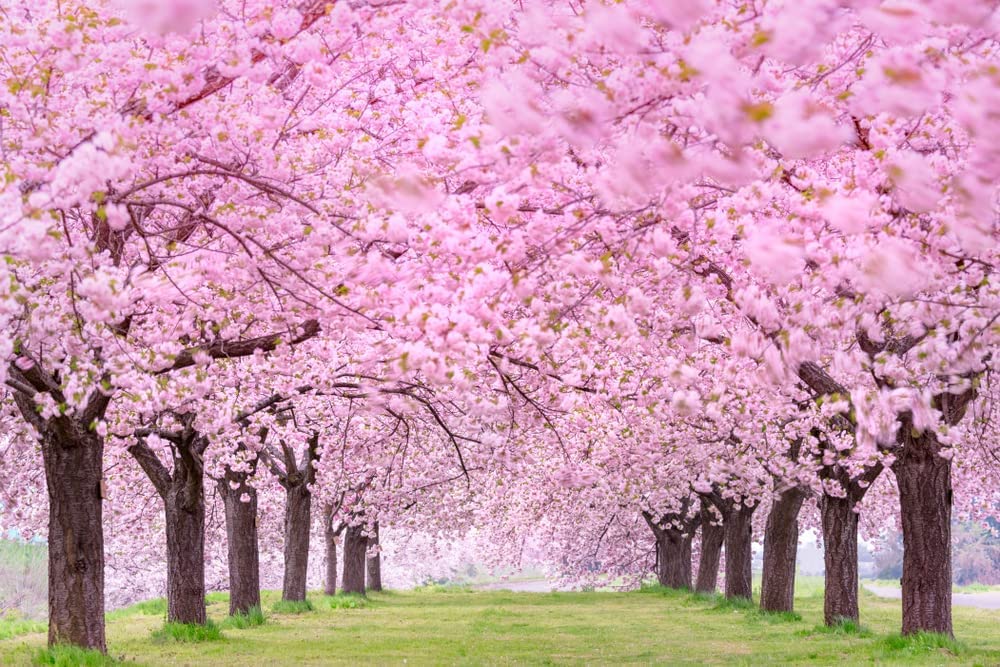 25 Japanese Flowering Cherry Blossom Tree Seeds