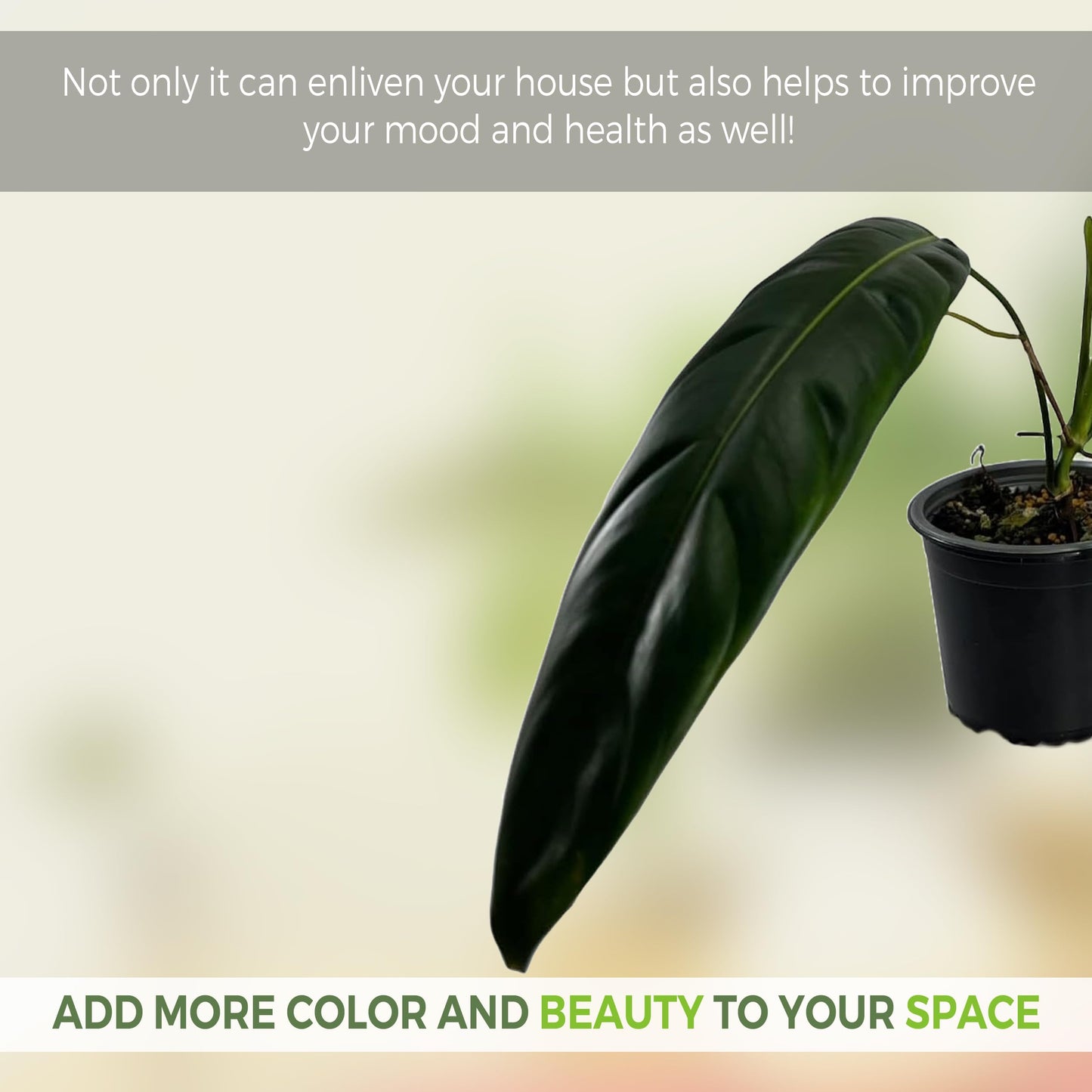 LEAL PLANTS ECUADOR Philodendron Patriciae Live House Plant| Air-Purifying Green Leaf Philodendron |Perfect for Home Decor, Unique Gift for Plant Lover