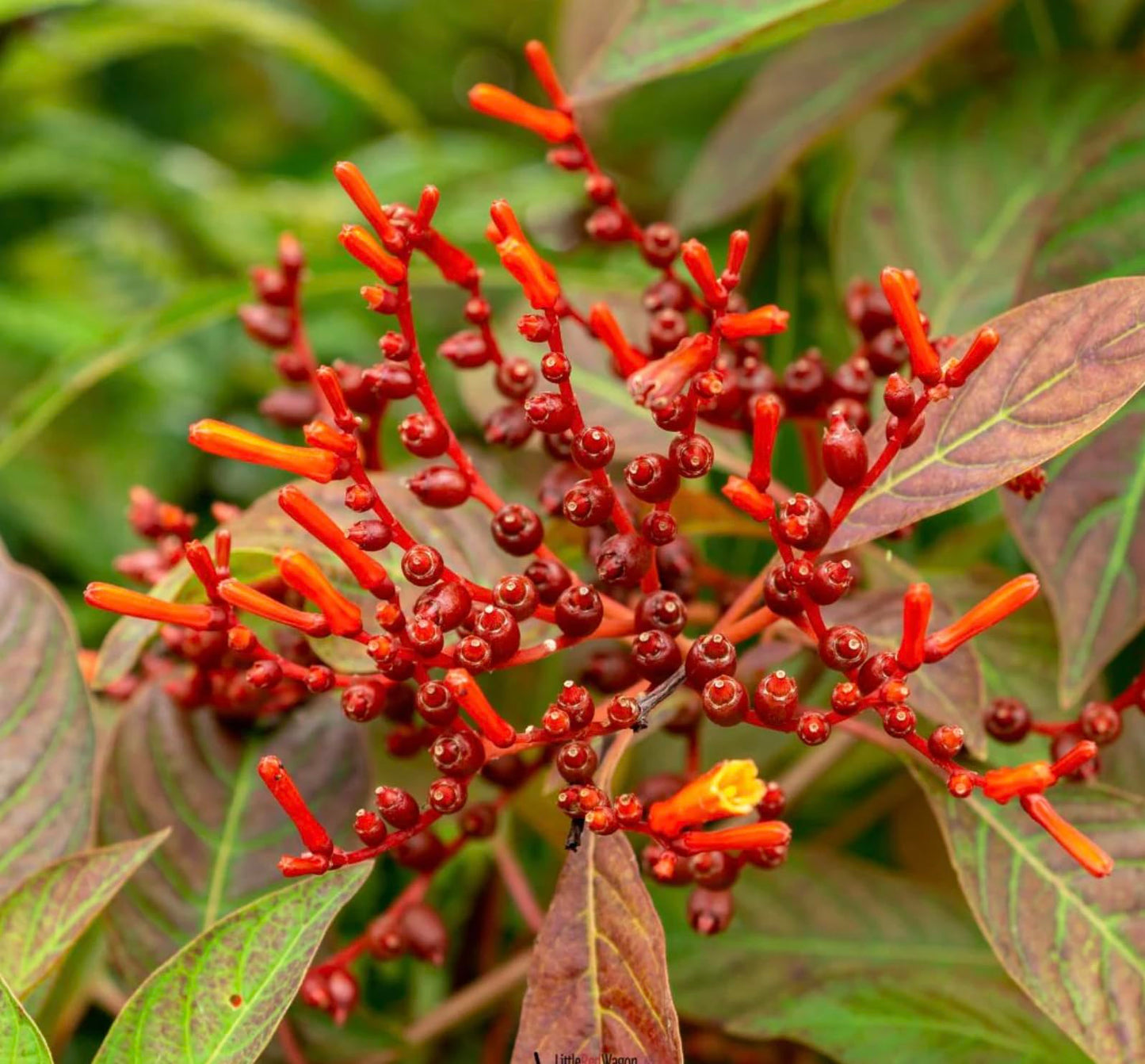 Dwarf Mexican Firebush - 2 Pack Hamelia Patens 'Firefly' Live Plants (5-9") -Compact Hummingbird Magnet - Non-Stop Orange Blooms - Heat Tolerant Patio & Garden Shrub