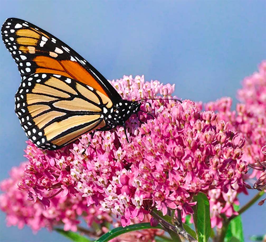 Pink Swamp Milkweed Seeds to Help Save The Monarch Butterflies - Incarnata Milkweed