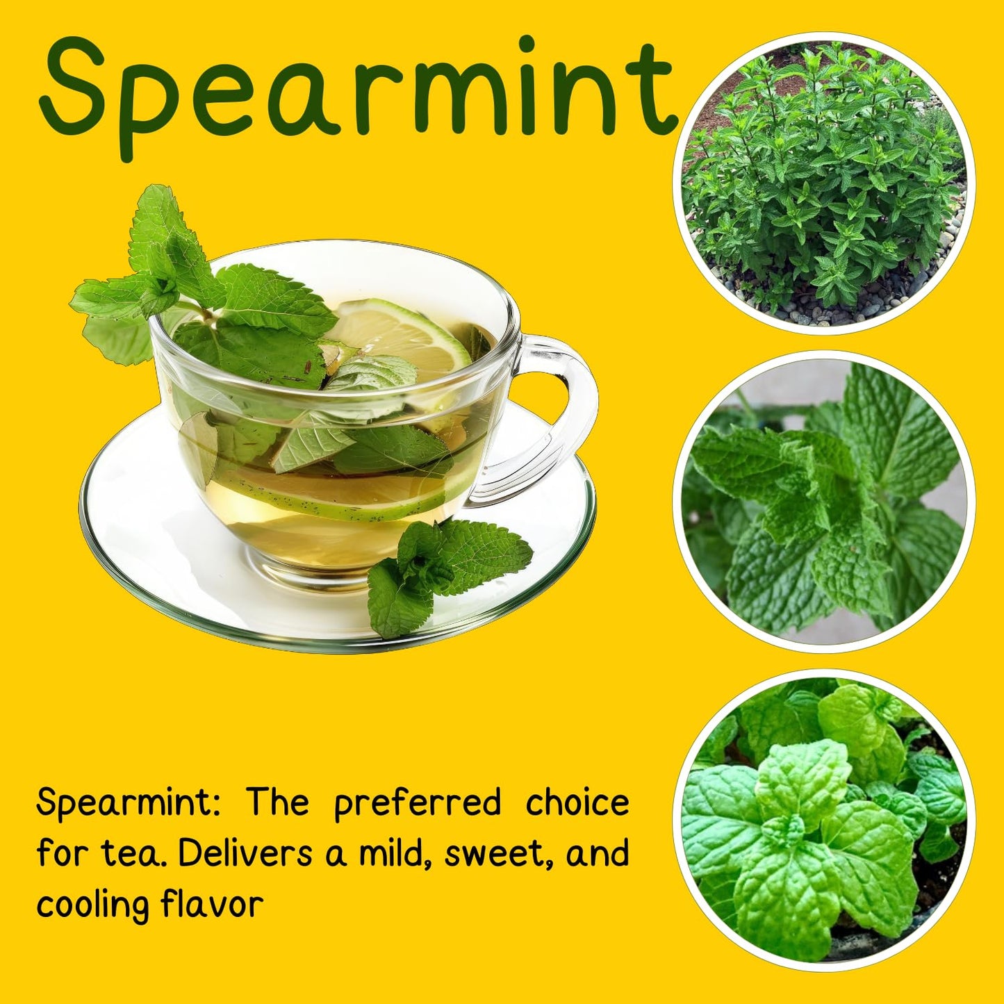 6 Spearmint Mint Live Herb Plants, 3–6 Inches Tall, Fragrant Mint Plants for Indoor Outdoor Garden, Patio, and Culinary Growing