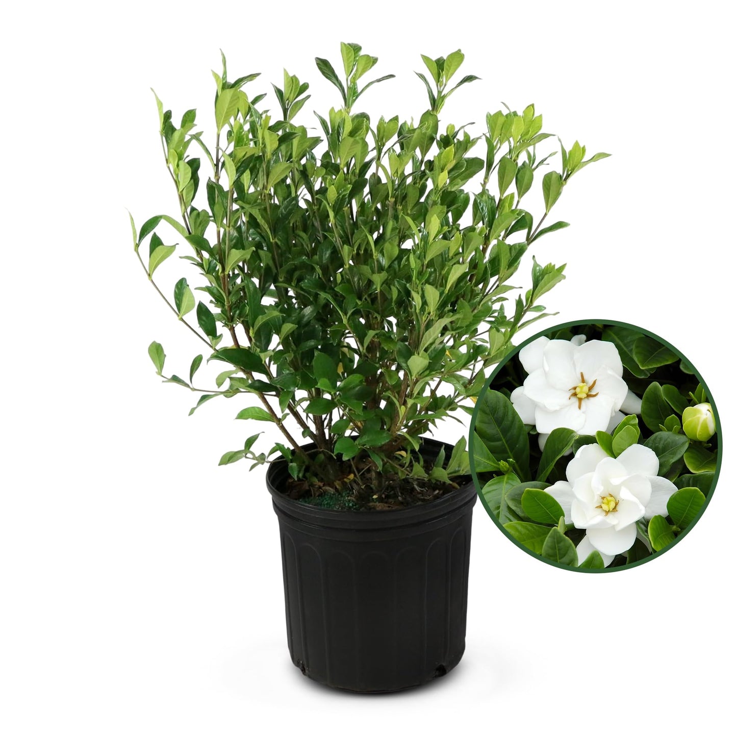 Buttons Gardenia Shrub - Live Fragrant Shrub with White Double Blooms in 2.25 gal Pot - Grows Up to 2' Tall - Ideal for Gardens, Patios & Indoor Use (1 Pack)