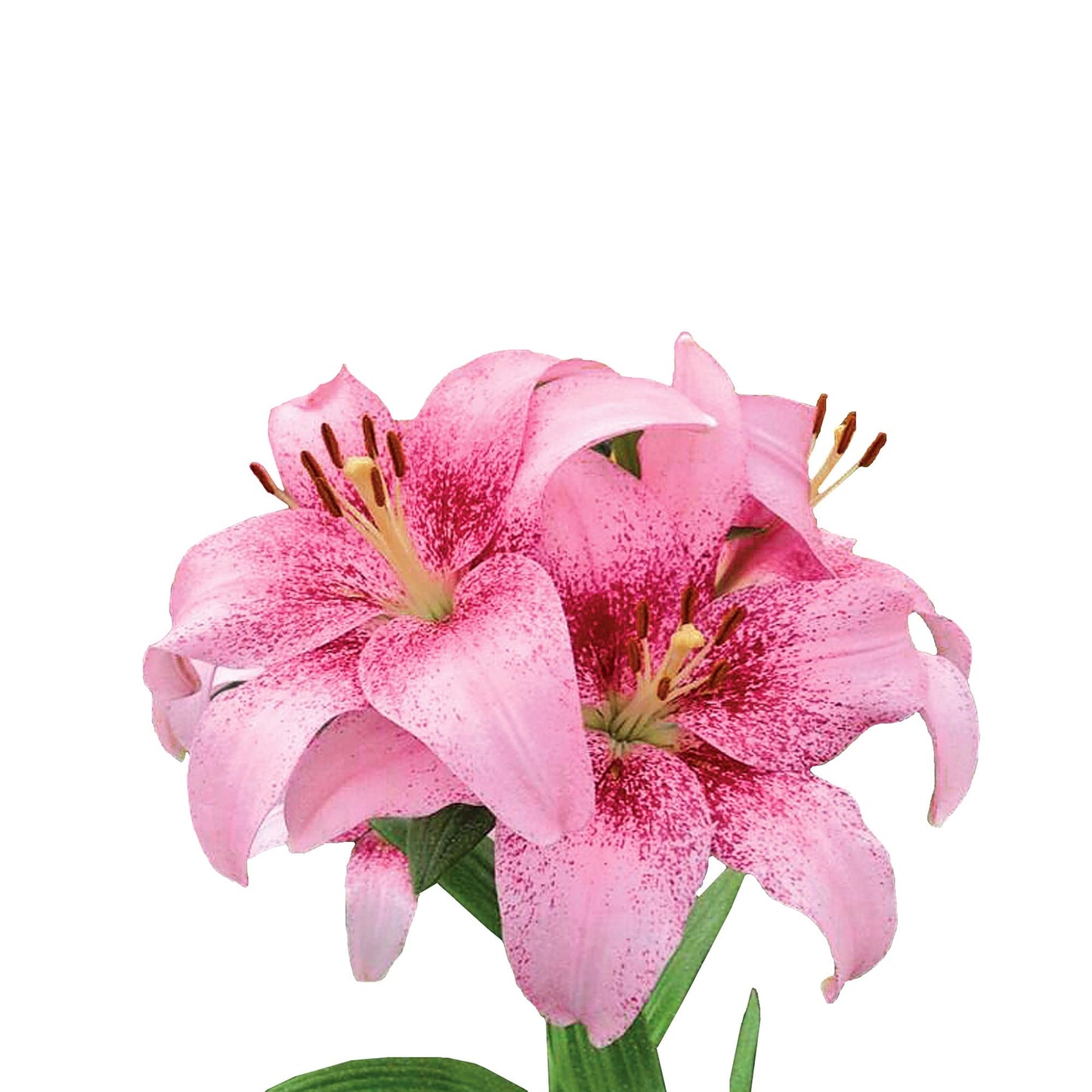 Easy to Grow Lilium Asiatic Tango Lily 'Pink Brush' Plant Bulbs (3 Pack) - Pink Flowering Blooms in Summer Gardens