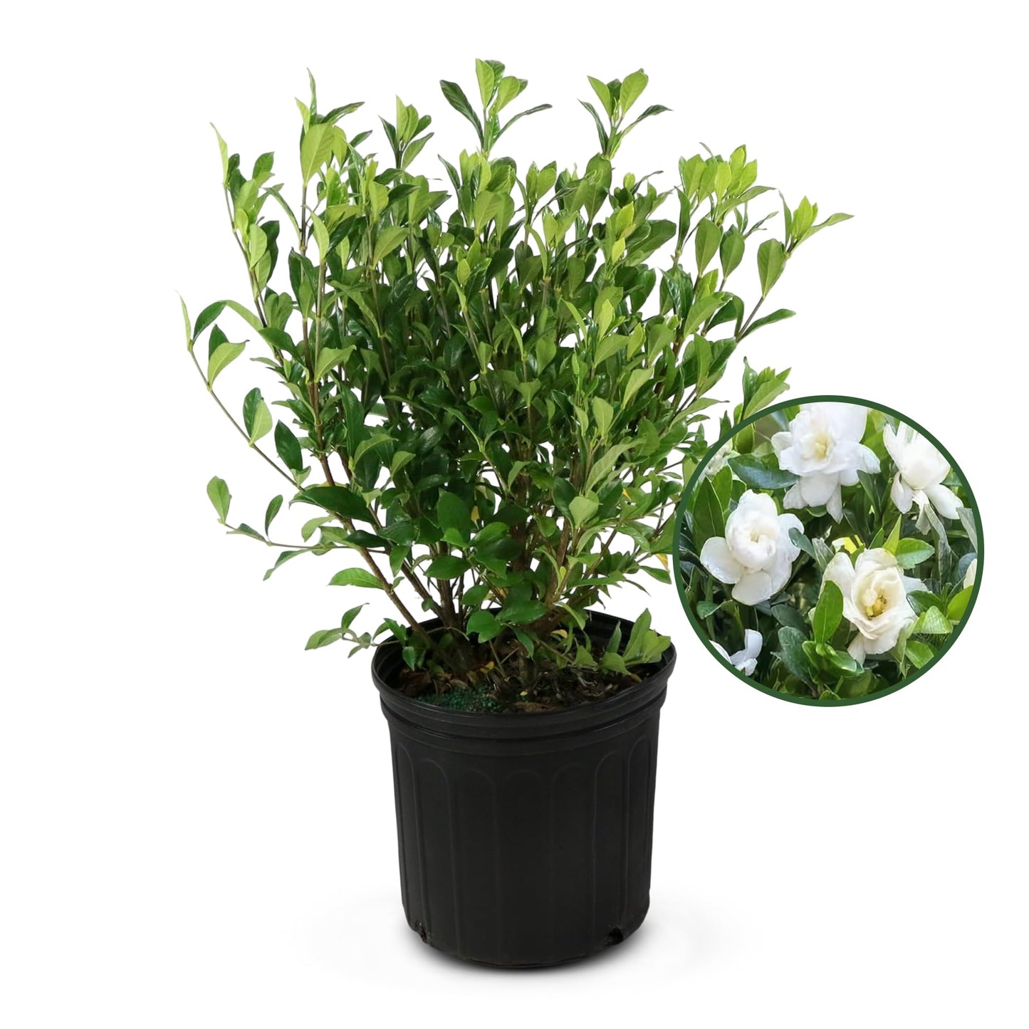 Jubilation Shrub Gardenia Plant - Live Fragrant Plant with White Double Blooms in 2 gal Pot - Grows Up to 3-4' Tall - Ideal for Gardens, Patios & Indoor Use (1 Pack)