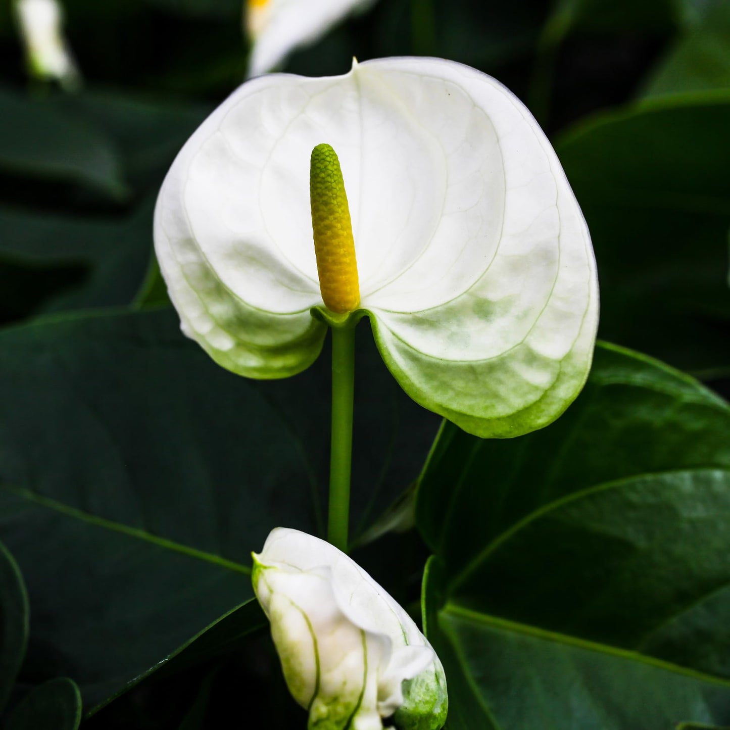 Green Circle Growers 2P White Anthurium in a 5" Hollywood Pink and Yellow Pot, Live Indoor Plants, House Plant