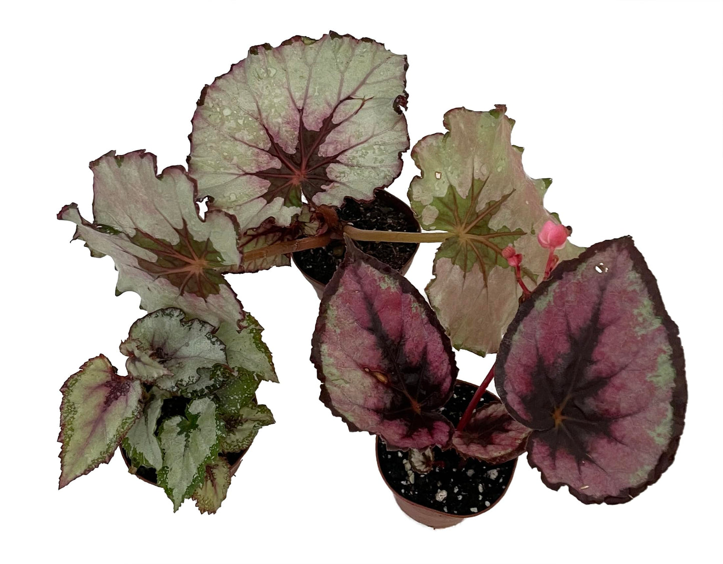 Assorted Rex Begonia Plants - 3 Plants - 2" Pots - Great Houseplant