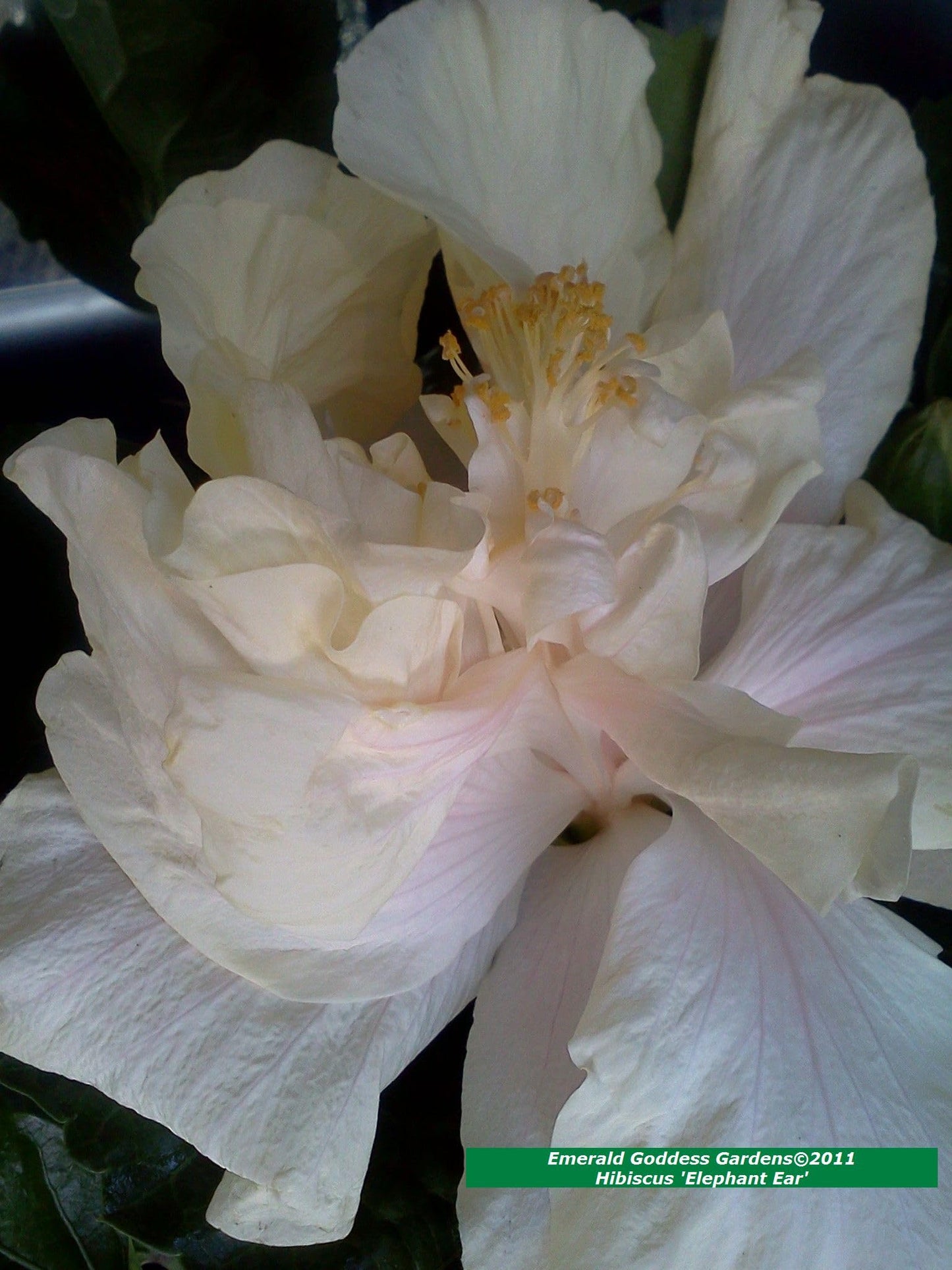 Elephant Ear - Exotic Tropical Hibiscus rosa-sinensis Hybrid - Live Plant - Fancy Double Cream White Pastel Pink Flower - Emerald Goddess Gardens - Starter Sz 4 Inch Pot