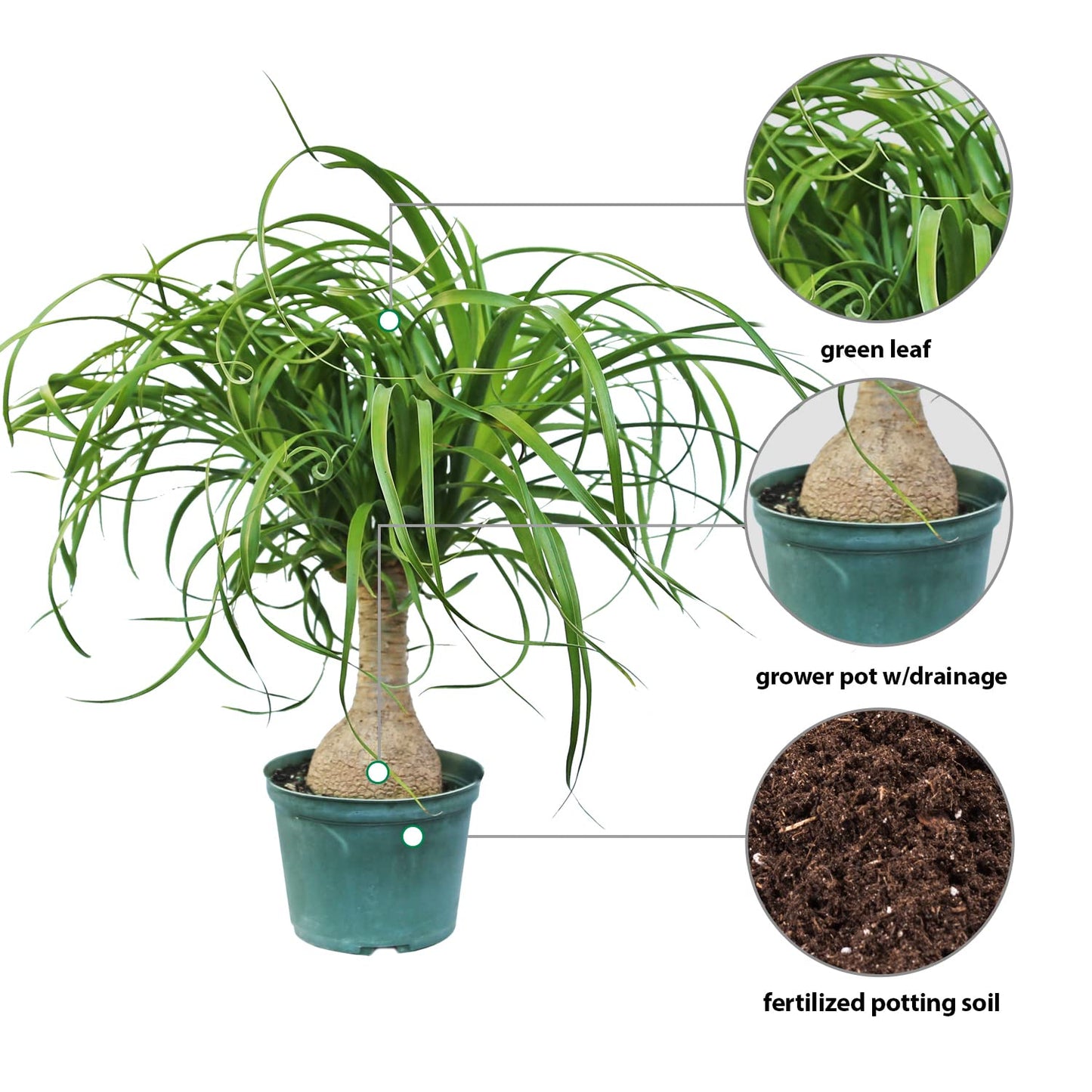 Live Ponytail Palm, Bottle Palm, Elephant Foot Tree, Rare Houseplant, Palm Tree Indoor Potted Plant, Birthday Gift, Housewarming Gift, Christmas Gift in 6" Pot