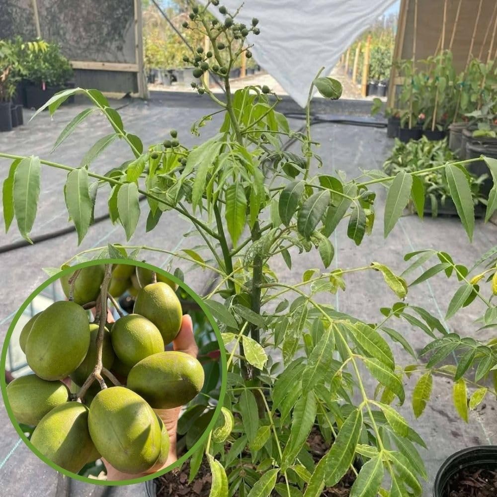 Live June Plum Plants 2-3 Feet Tall in 1 Gallon Pot, June Plum Plants Live, Well-Rooted Tree for Garden Planting