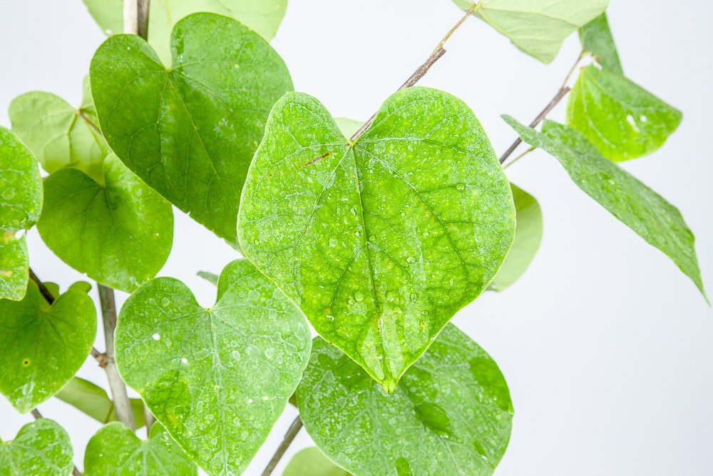 Eastern Redbud - Size: 4-5 ft, Live Plant, Includes Special Blend Fertilizer & Planting Guide
