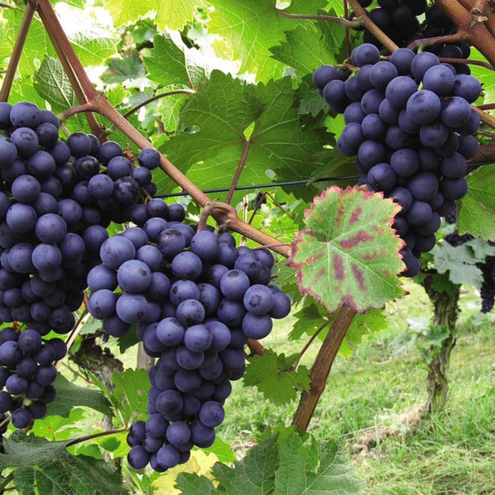 Blue Black Grape Vine, Cold Hardy Grape Tree Live Plant, 1-2 Year Old, Sweet Fruit Trees