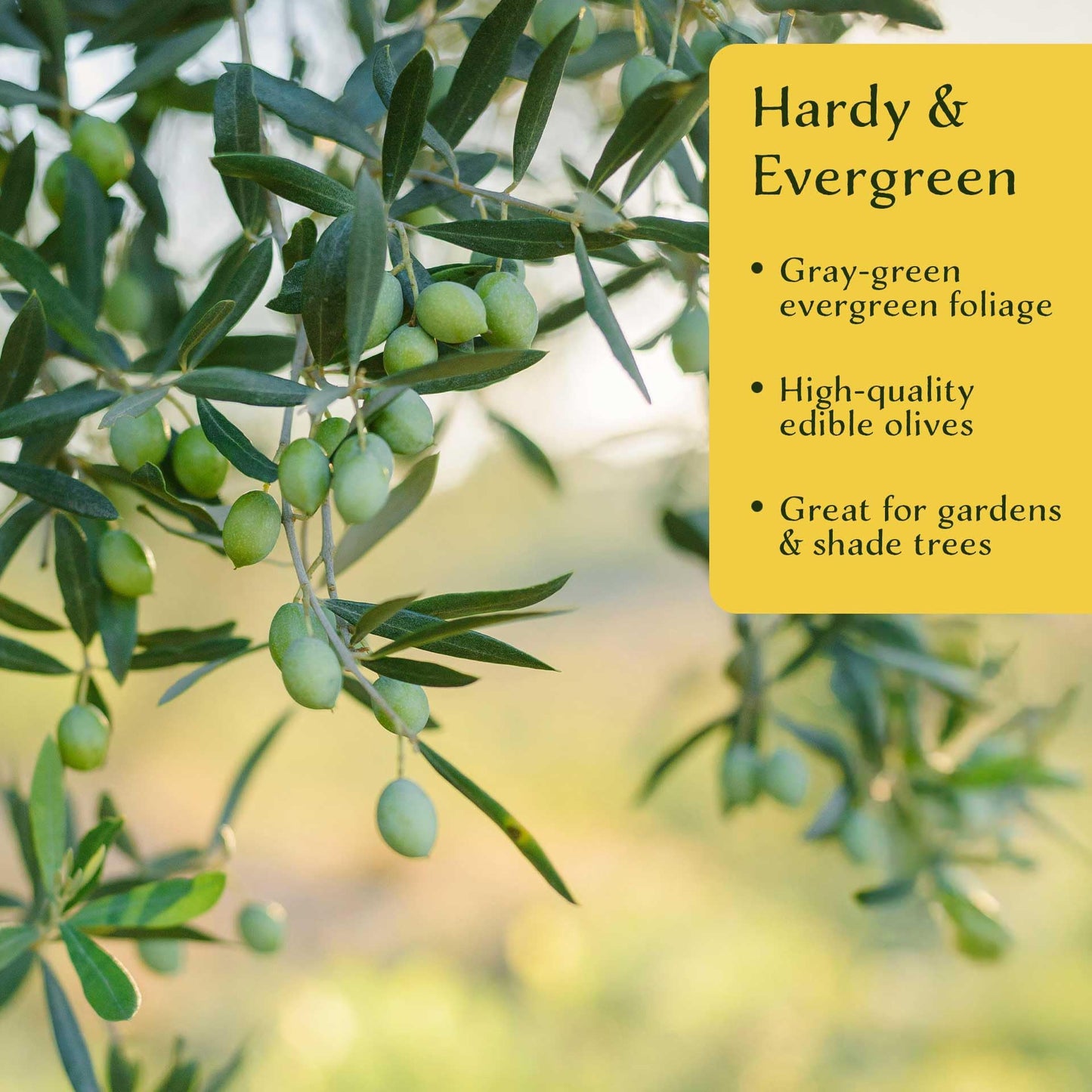 6 Mission Olive Tree Saplings – Edible Fruiting Evergreen Tree for Patio, Container, Indoor & Outdoor Growing, Mediterranean Culinary Olive (Olea europaea ‘Mission’) in 3.5″ Cubes, Live Plants