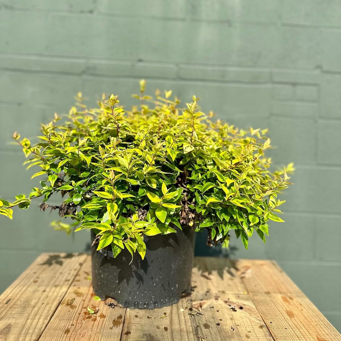 Kaleidoscope Abelia 3-Gallon