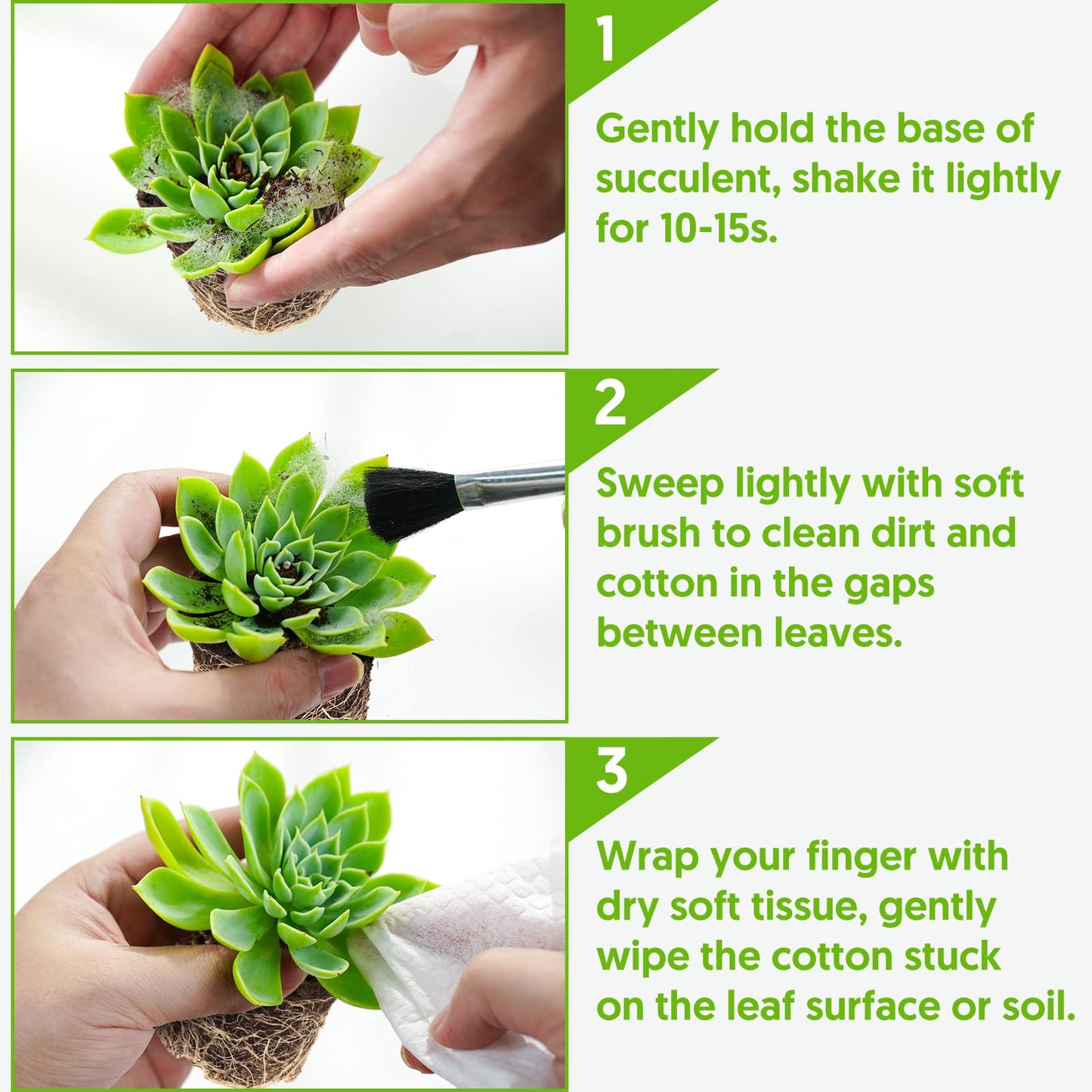 Sprout N Green 4" String of Pearls, Live Trailing Succulent Fully Rooted in Pots with Soil Mix, for Home Office Wedding Hanging Decoration, DIY Projects, Party Favor, Keep Away from Pets