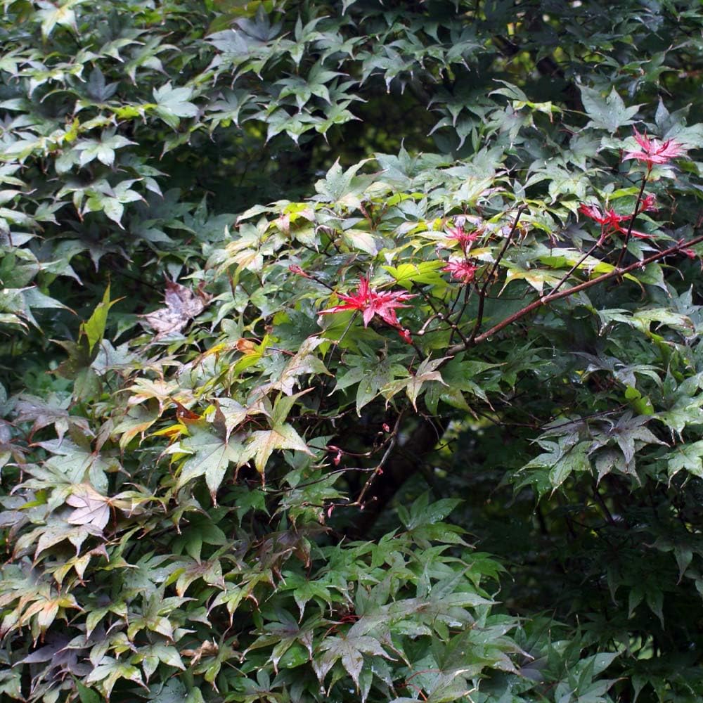 Brighter Blooms - Bloodgood Japanese Maple Tree, 5-6 ft. - No Shipping to AZ