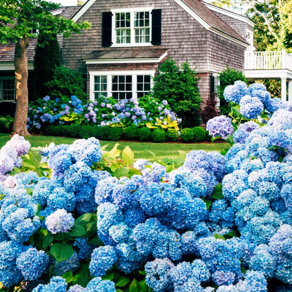 Hydrangea Live Plant, 6-12 Inch Tall, Hardy Flowering Shrub in 2.5" Pot, Outdoor Garden Hydrangea Bush (Blue Hydrangea)