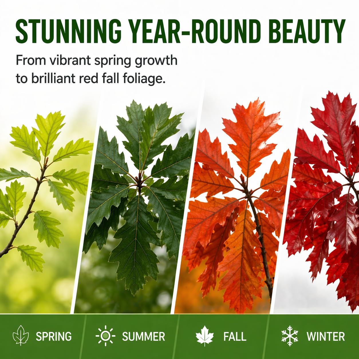 Red Oak Tree Seedlings for Planting | Year Old Rooted and Healthy Seedlings to Plant, Plant Anytime (2 Trees)