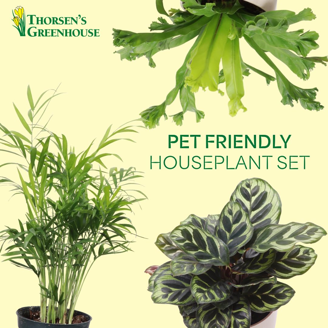 Thorsen's Greenhouse Live Pet Friendly Indoor Houseplants, Live Plants, Safe for Pets, 4" Diameter Pot, 3-Pack (White)
