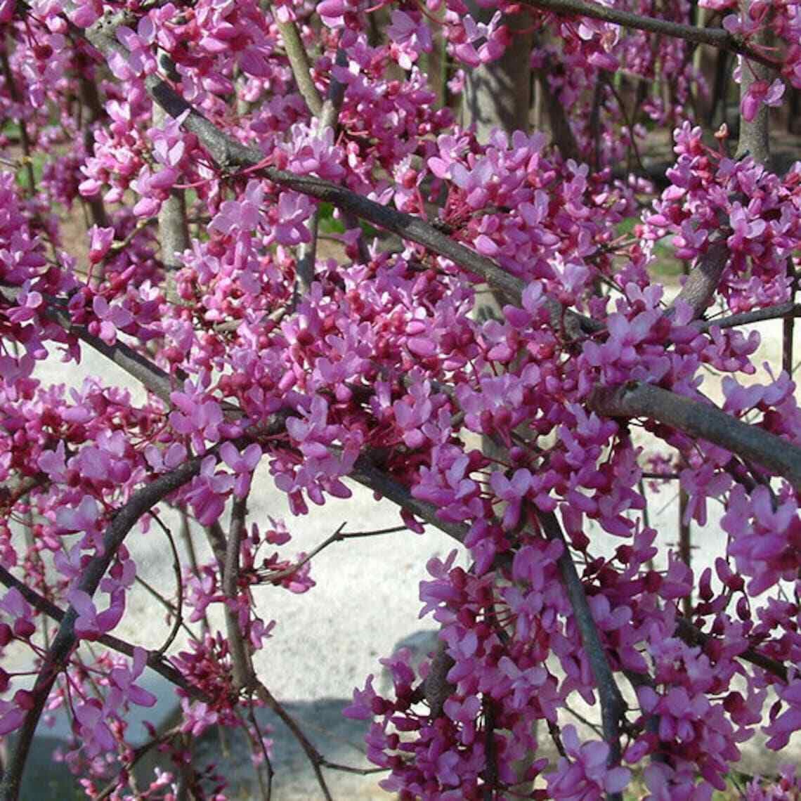 Live Plant - Eastern Redbud Tree - 18-24" Tall Seedling - Live Plant - Cercis candensis