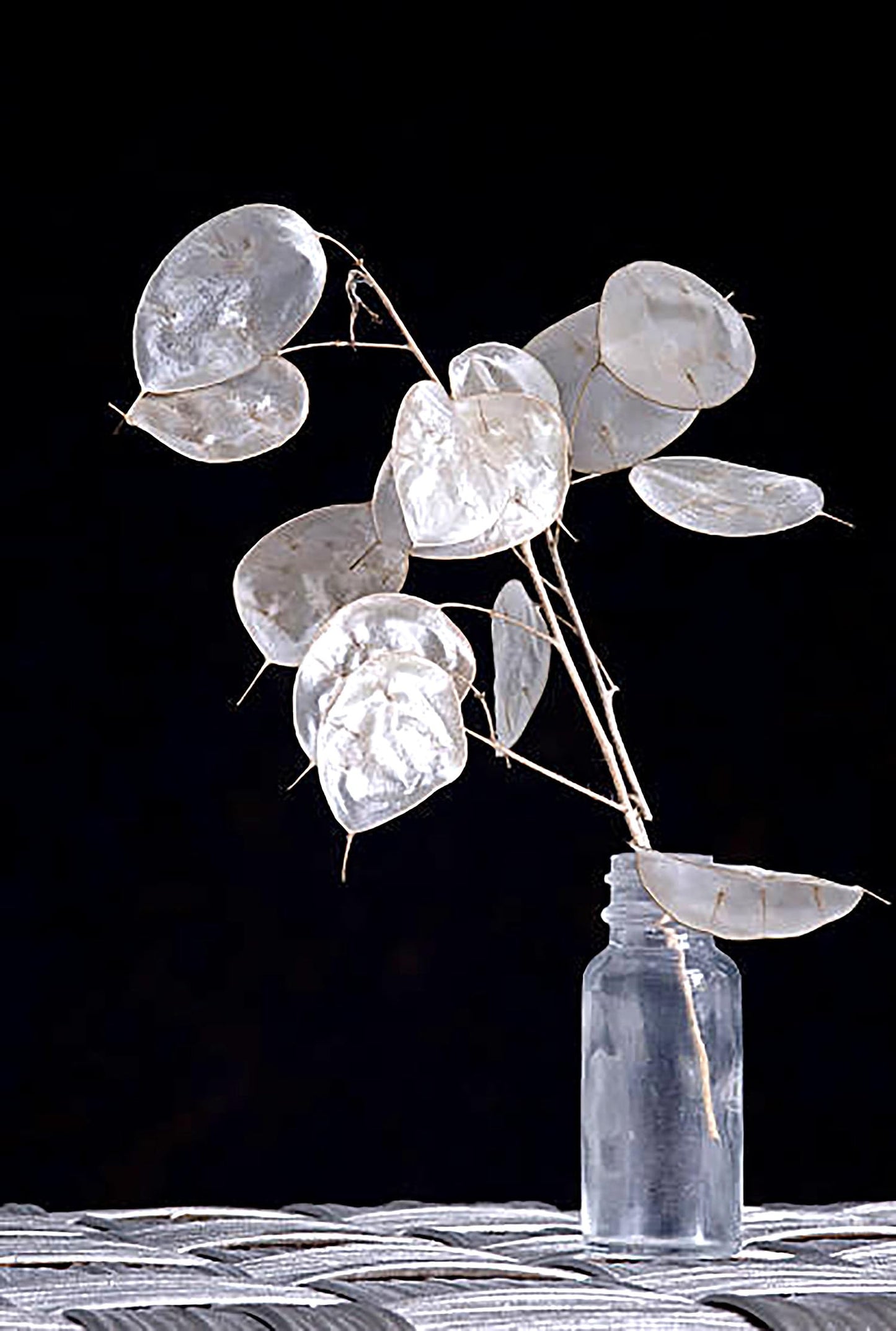 150 Seeds Lunaria - Money Plant Seeds - Marde Ross & Company