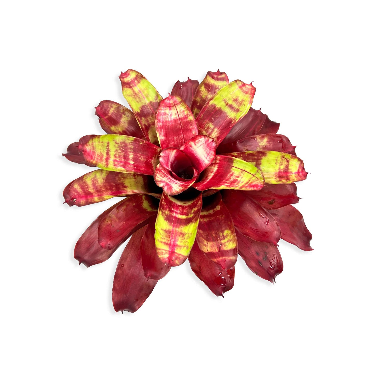 ragnaroc Live Plants – Bromeliad Neoregelia Golden Gate, 8-12" in 6" Pot - 1ct - Live Arrival Guaranteed - House Plants for Home Decor & Gift