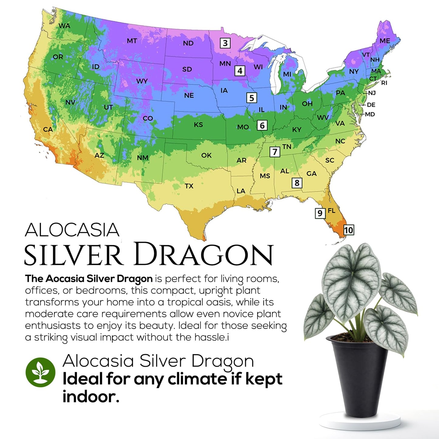 Alocasia Plant Collection (4 Pack) -Cuprea, Mickey Mouse, Silver Dragon, Dragon Scale- Rare Indoor Houseplants, Exotic Elephant Ear Plants Live, Live Starter Plants.