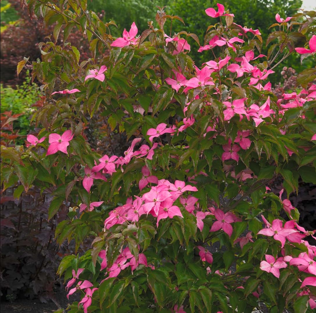 Pink Flowering Dogwood Tree - Live Plant - 2-3 feet Tall Seedling - 3x6'' Pot - Ships Potted - Cornus Florida VAR. rubra