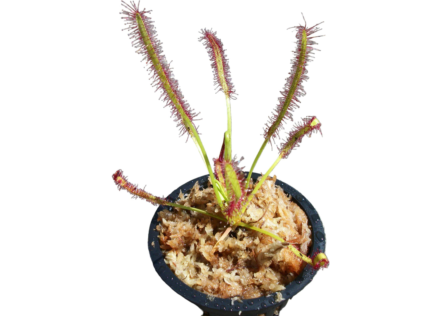 Carnivorous Cape Sundew (Drosera Capensis) Plant 3 inch Pot