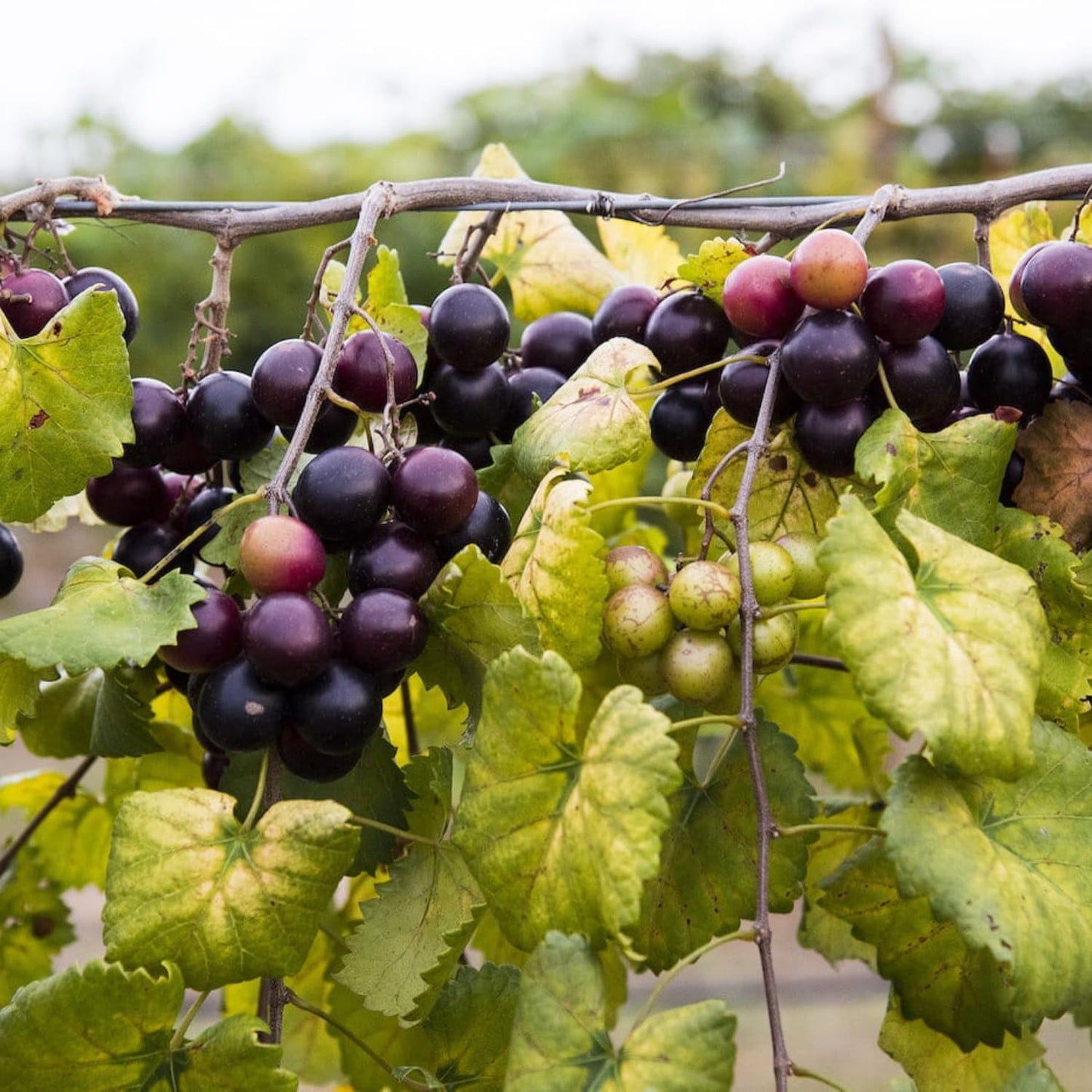 Muscadine Grape Vine - 3-6" Tall Live Plant - Sweet, Hardy Fruit Grape Climbing Vine for Backyard Trellis, Fence - Vitis rotundifolia