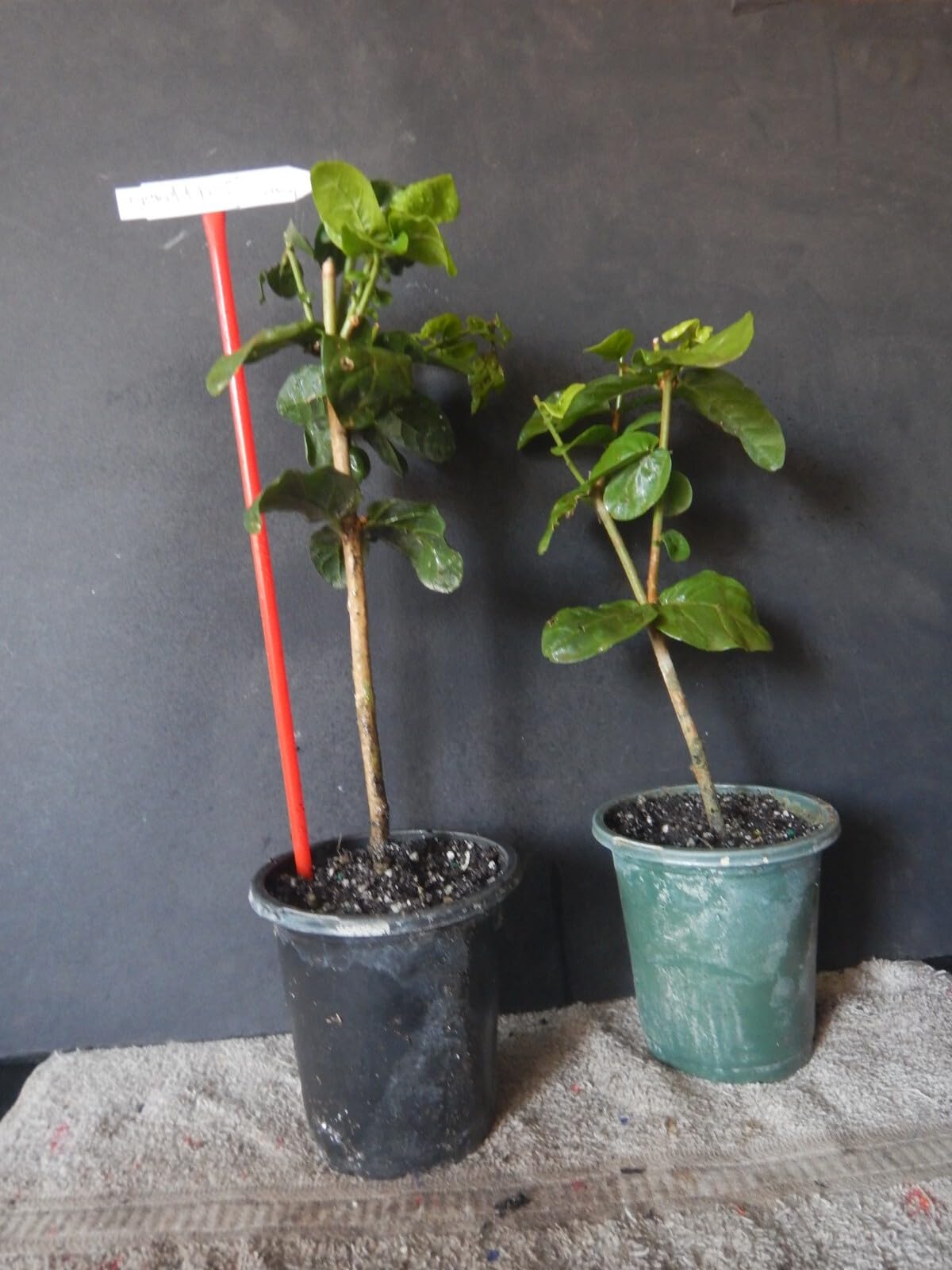 Live Plant - 4" PotGrand Duke of Tuscany JasmineJasminum Sambac