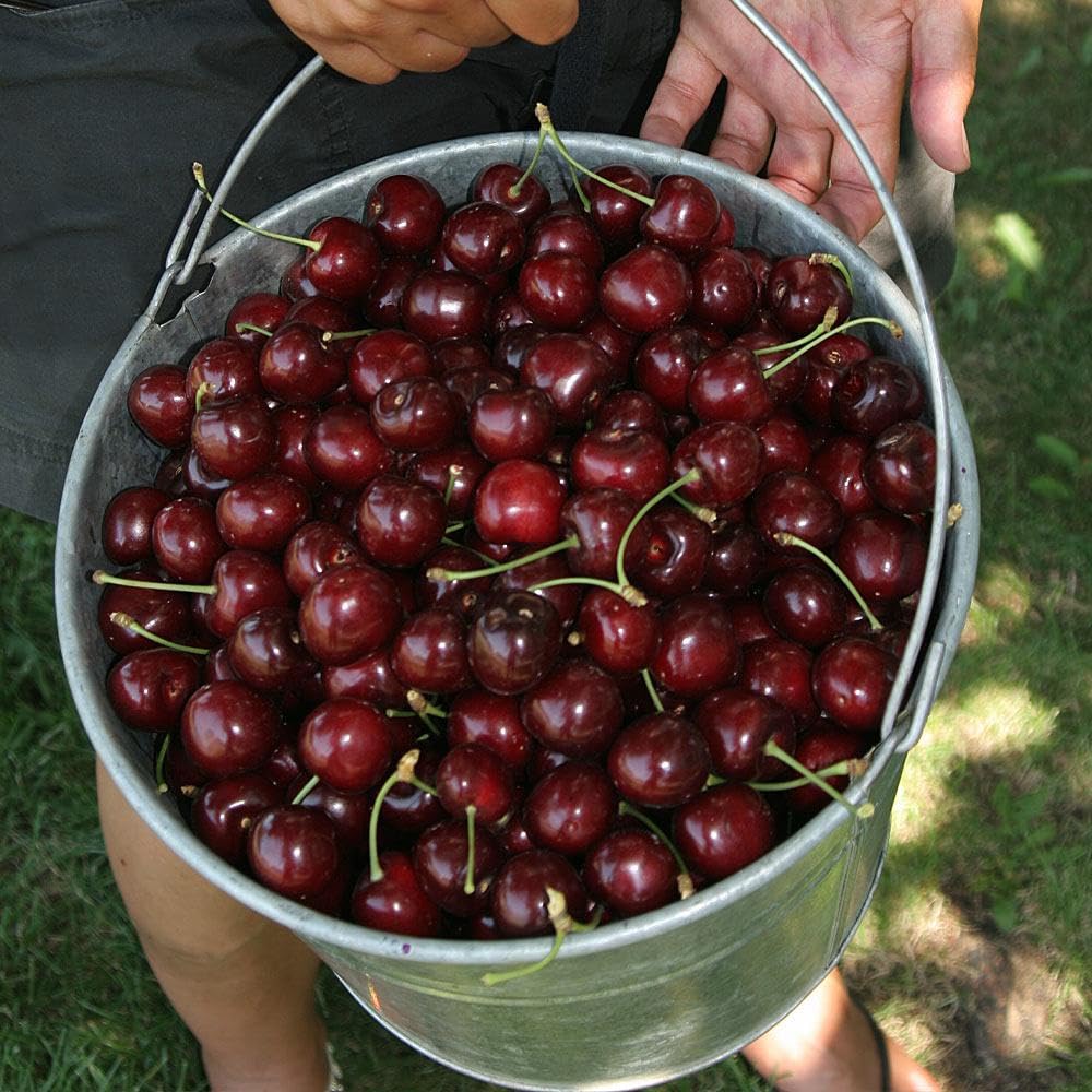 Brighter Blooms - Stella Cherry Tree, 3-4 ft. - No Shipping to AZ, CA, CO, ID, OR, WA