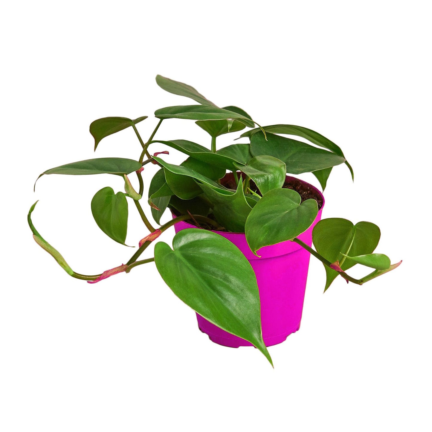 Philodendron Cordatum Heartleaf in 6in Pot - Live Plants Tropical Houseplants | Variegated | USA Growers | The Snobby Leaf