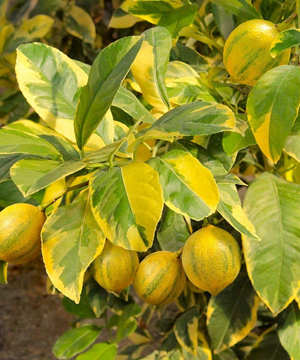 Live Plant - Pink Variegated Eureka Lemon Tree - 12-24" Tall - Live Citrus Plant - Gallon Pot