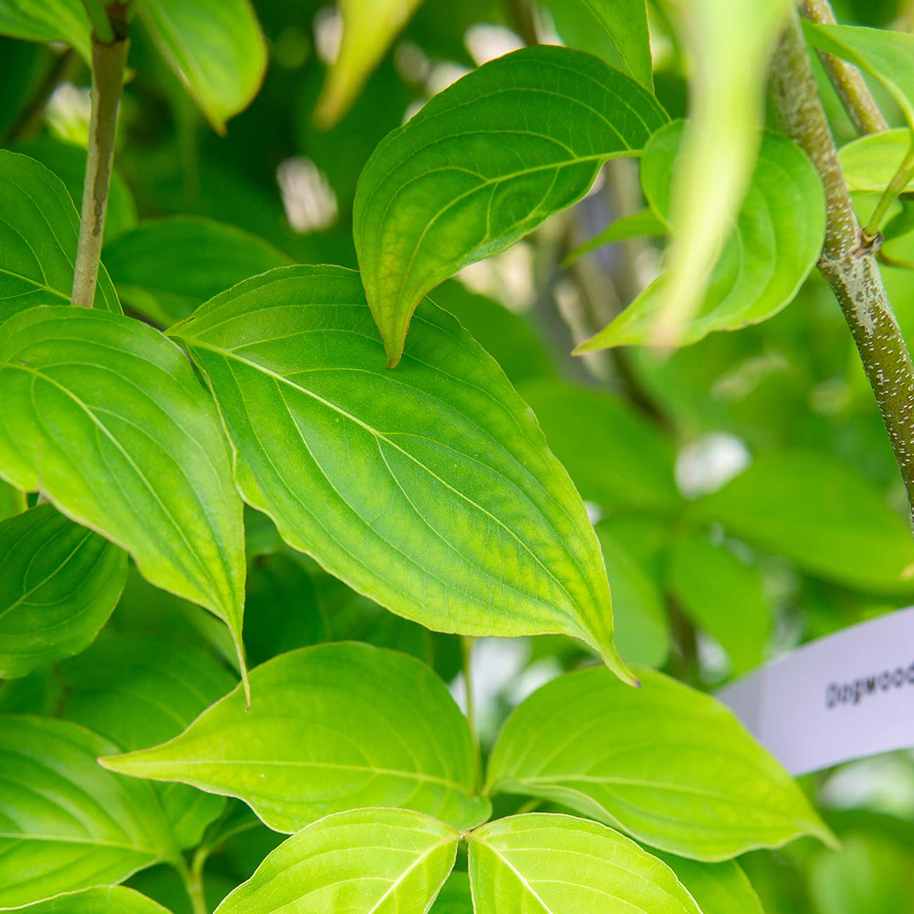 PERFECT PLANTS White Flowering Dogwood Tree 4-5ft. Tall Low Maintenance Ornamental Plant Vibrant White Blooms