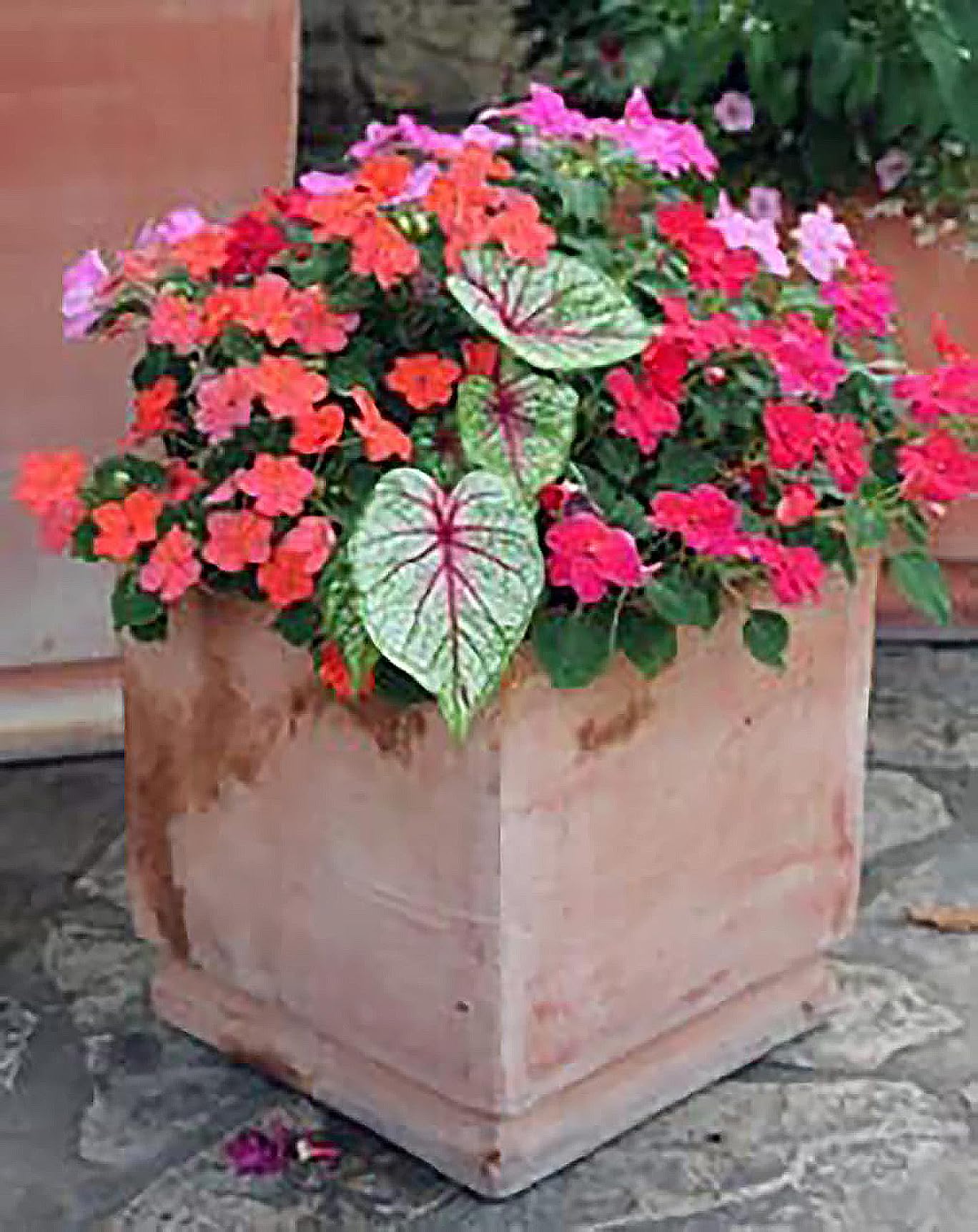 Fancy Leaf Caladium Bulbs - Moonlight Variety - Giant Caladium Plants for Stunning Garden Display - Large Size Root for Zones 9-11, Ideal for Bulk Planting & Landscaping