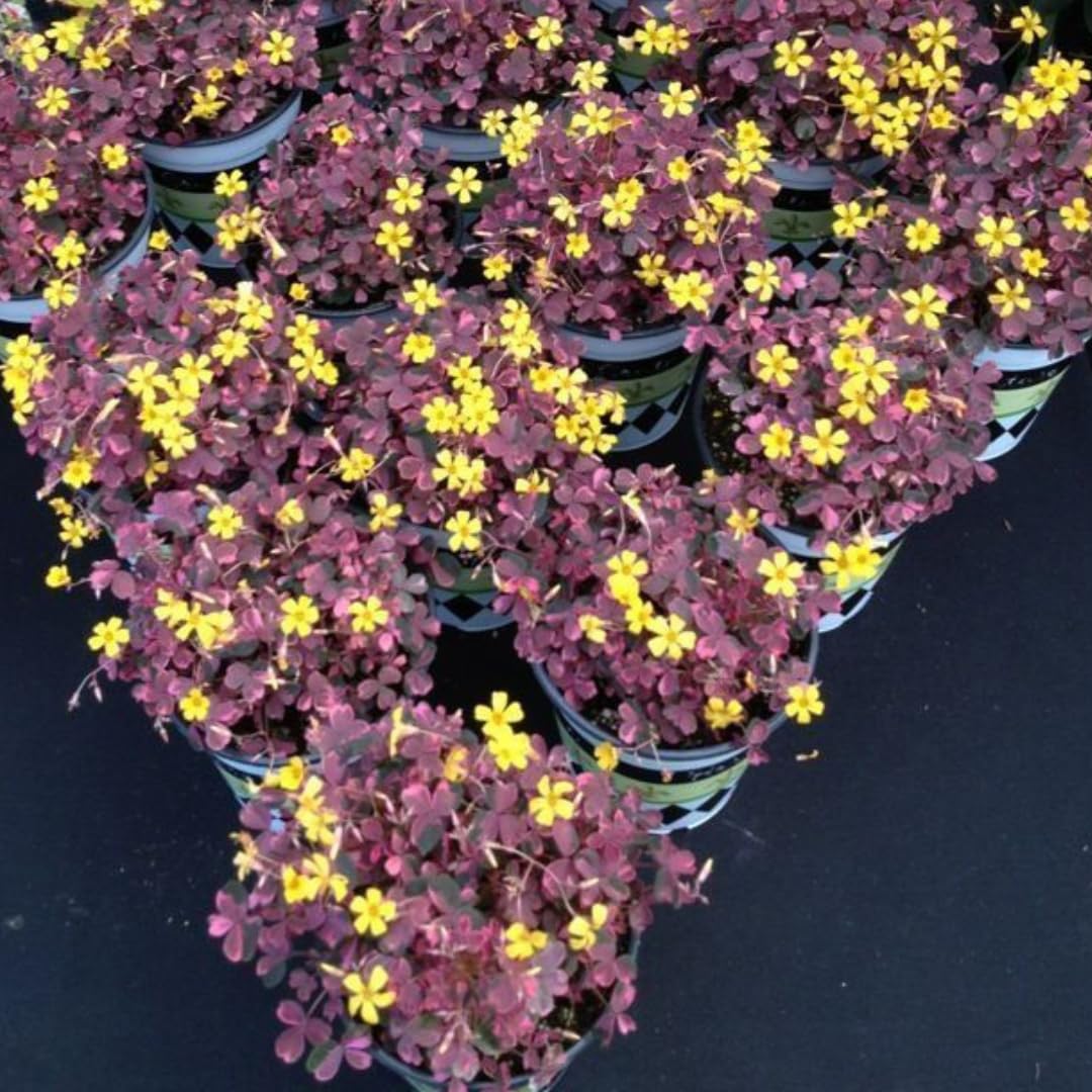 Burgundy Yellow Oxalis Plant, Yellow Shamrock Plants, 4-8 Inch Tall for Indoor or Outdoor Growing