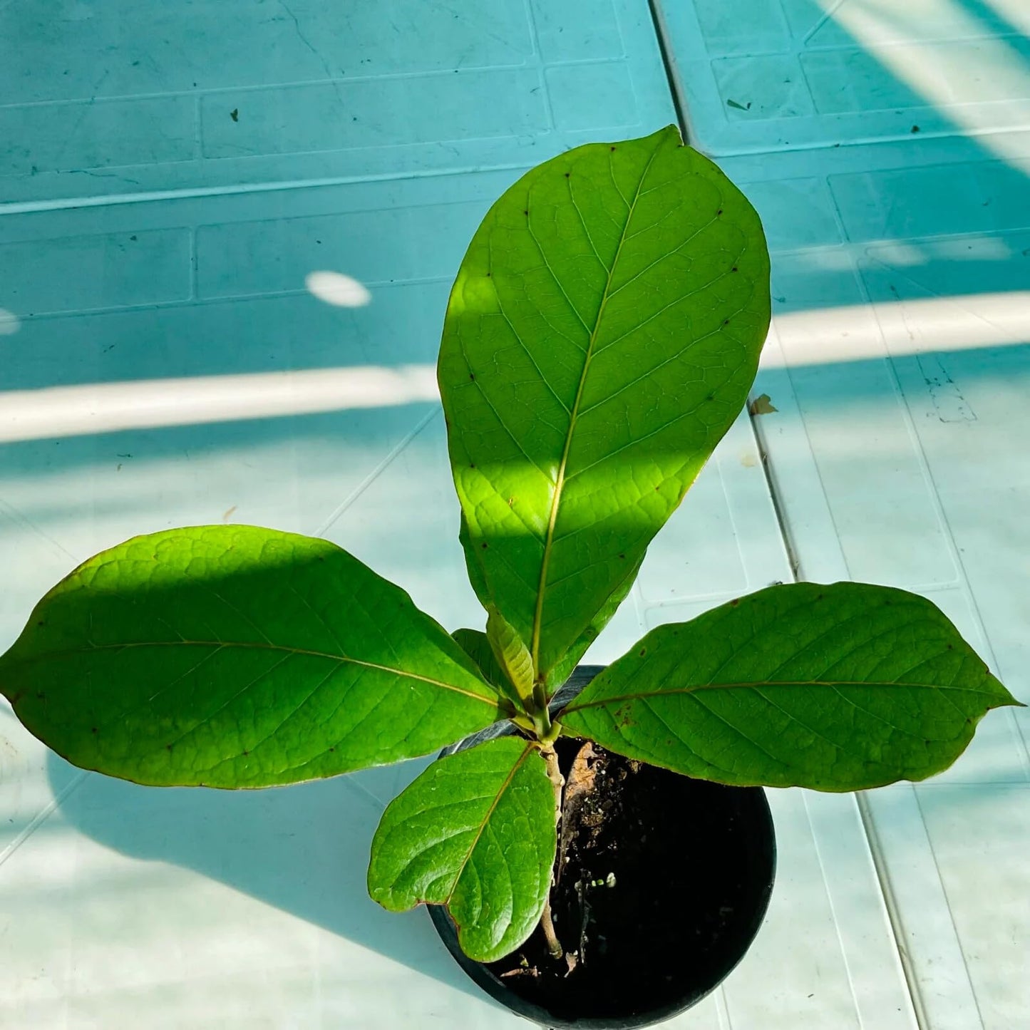 Live Plant - Indian Almond (Terminalia Catappa) Tropical Live Nut Tree Soft Shell