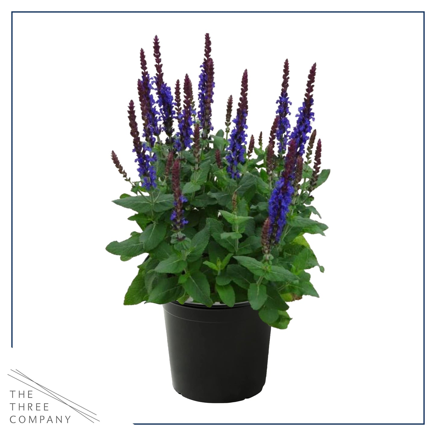 Live Salvia - Blue - Beautiful Upright Perennial - Healthy Spring Plant - 12" Tall by 6" Wide in 2.5 Qt Pot