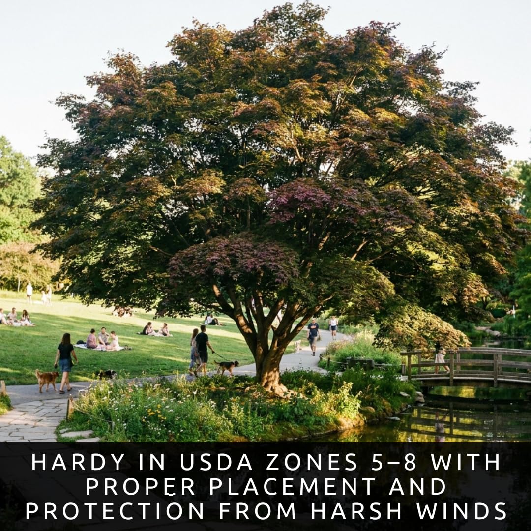 2-Pack Live Green Japanese Maple Tree Starts – Acer Palmatum Seedlings – Ornamental Landscape Trees – Vibrant Spring Color – Easy to Grow Starter Plants
