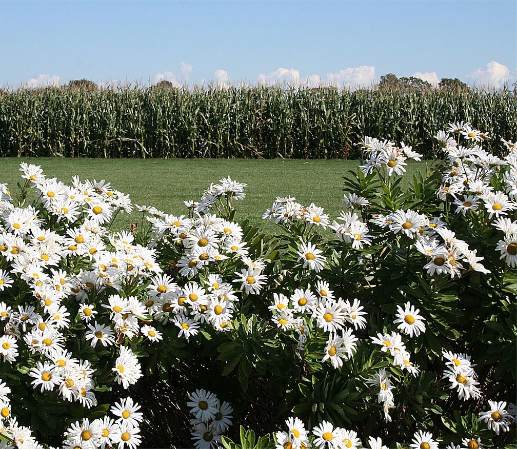 Englemann Daisy Seeds - Perennial Native - 6500 Seeds