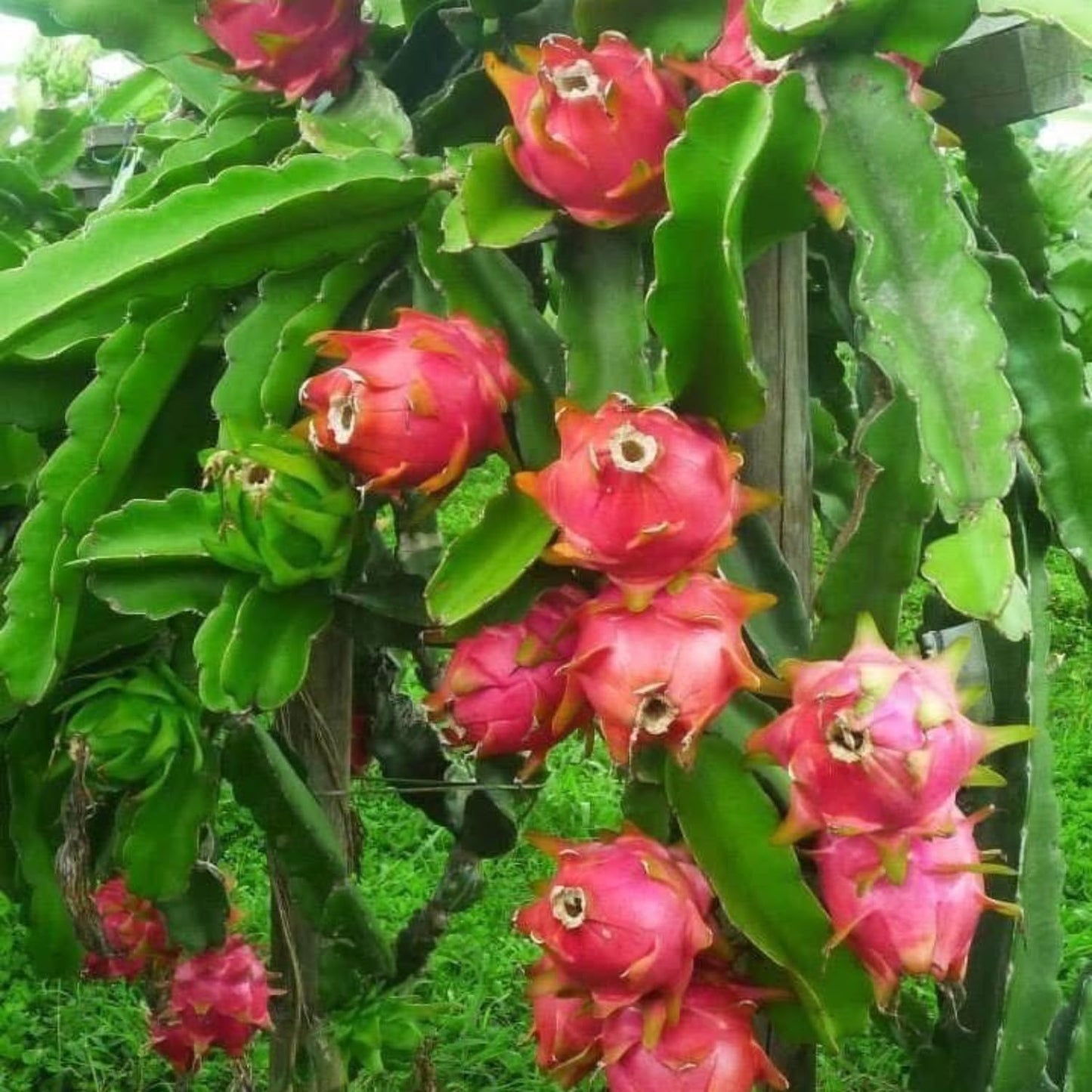 White Dragon Fruit Tree Live Plant, Dragon Fruit Live Plants in 4 Inc Pot, Tropical Fruit for Outdoor Planting
