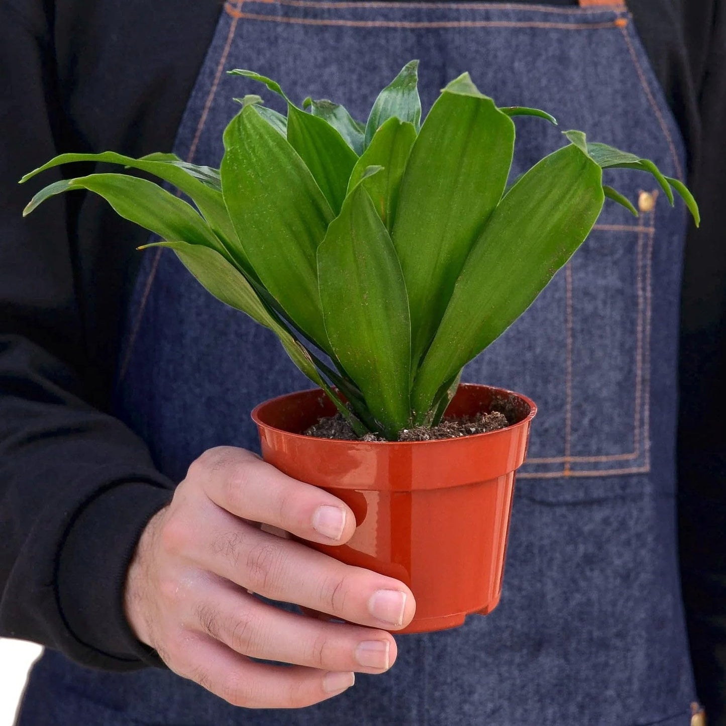 10 Pack Dracaena 'Janet Craig' in 3in Pot - Live Plants Tropical Houseplants | Variegated | USA Growers | The Snobby Leaf