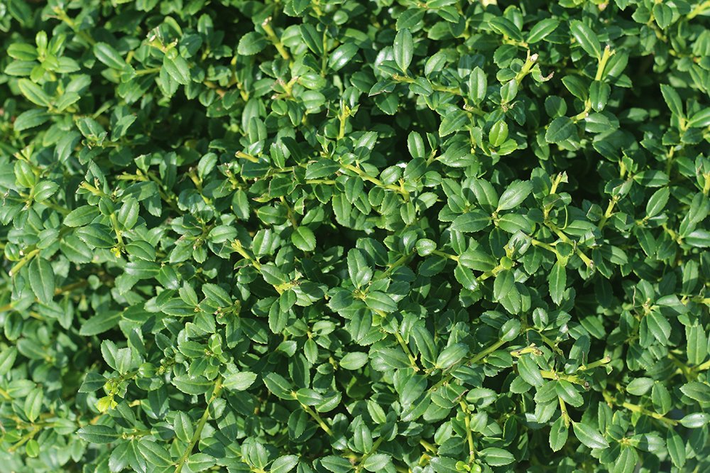 Soft Touch Holly - Size: 1 Gallon, Live Plant, Includes Special Blend Fertilizer & Planting Guide