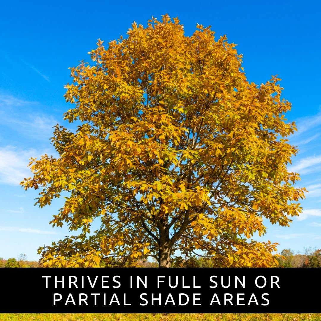 2 Live Sassafras Tree Plants for Growing (Sassafras albidum) – Hardy Native Deciduous Tree – Vibrant Fall Color – Ideal for Landscaping & Wildlife Gardens - Well Rooted Tree Seedlings