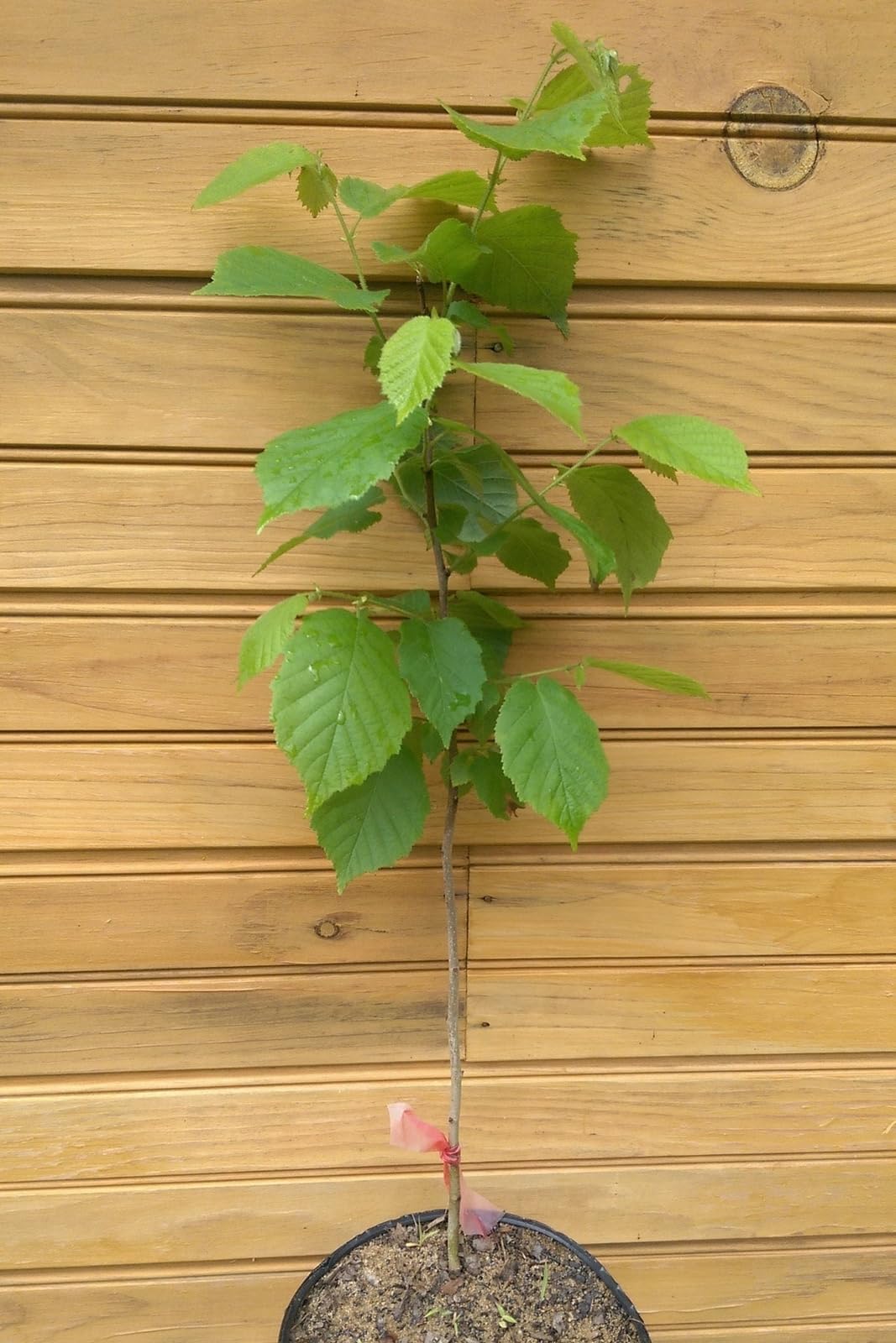 Live Plant - American Hazelnut (Filbert) Tree - 18-24" Tall - Live Plant - Corylus Americana