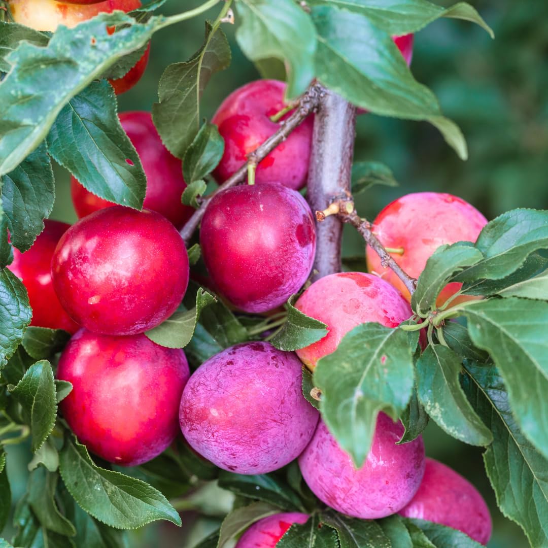 Plum Tree Live Plant, 1 Year Old Plum Trees Sweet Fruits Bare Roots, 6-12" Tall, Cold Hardy, Dormant in Winter