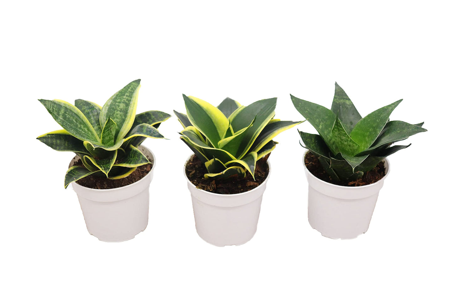 Sansevieria Snake Plants, Live Indoor Plant (3 Assorted Varieties, 4 inch)