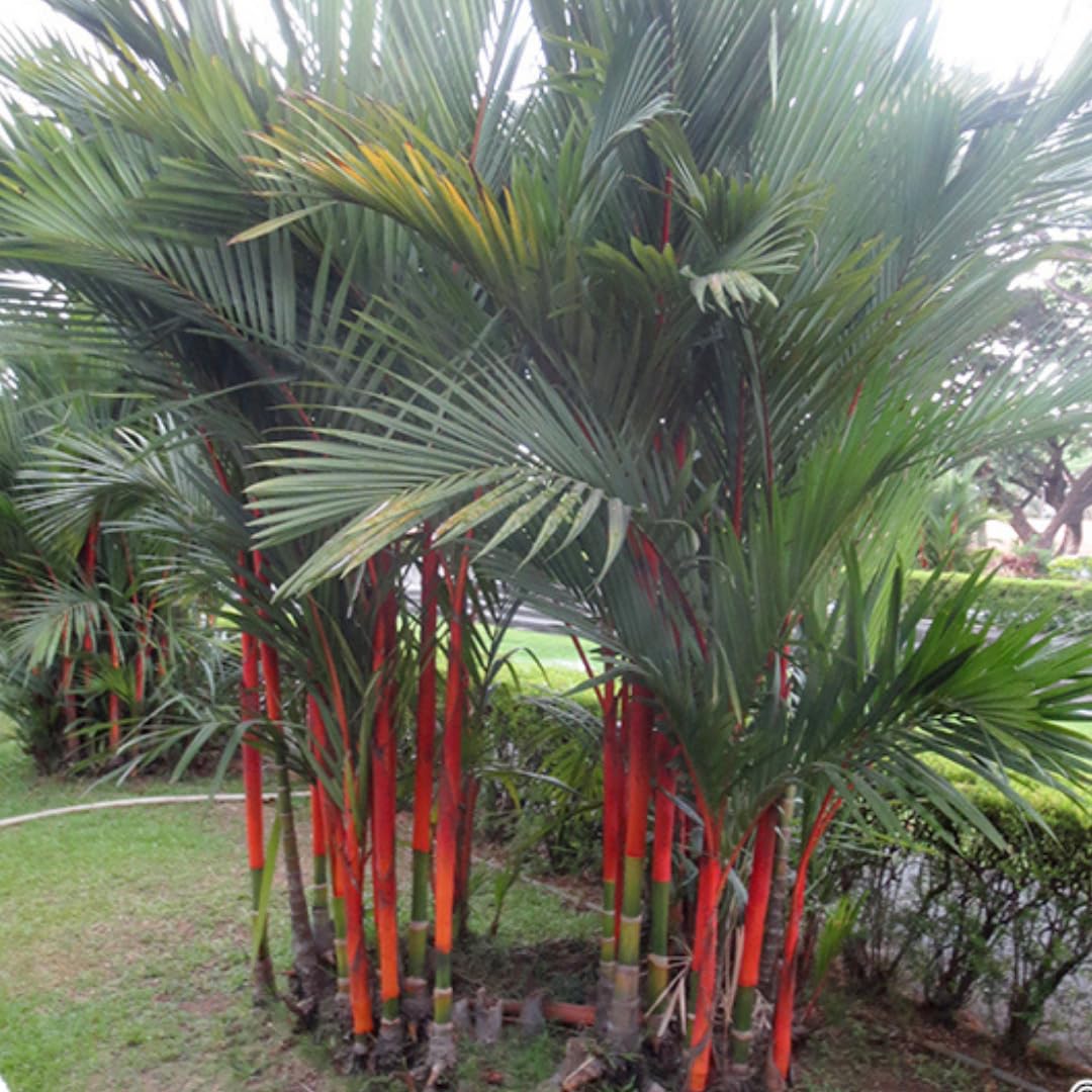 Live Palm Tree Plant in 3 Gallon Pot, Large Fully Rooted Size, Ready to Plant for Home Décor Indoor Outdoor Landscape, Rare Palm Trees, Red Lipstick Palm