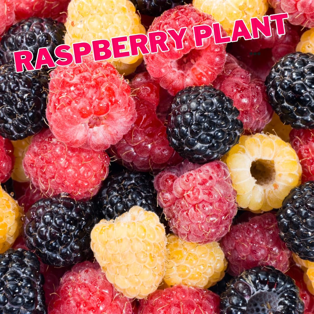 Set 4 Raspberry Plants Live 5 to 8 Inch Tall, Raspberry Bush Live Plants, Sweet Raspberries Fruit Seedlings (Mixed Raspberry)